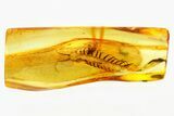 Fossil Stone Centipede (Lithobiidae) Vestiges In Baltic Amber #278677-1